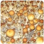 Псилоцибиновые (галлюциногенные)  грибы Psilocybin "Golden Teacher" в Нарткале